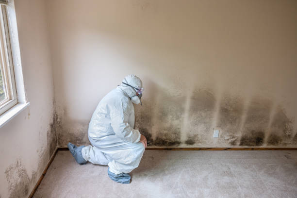 Mold Testing and Removal in Carterville, IL